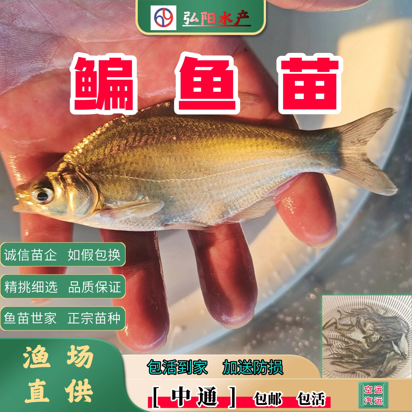 武昌鱼苗2-13厘米包活送损