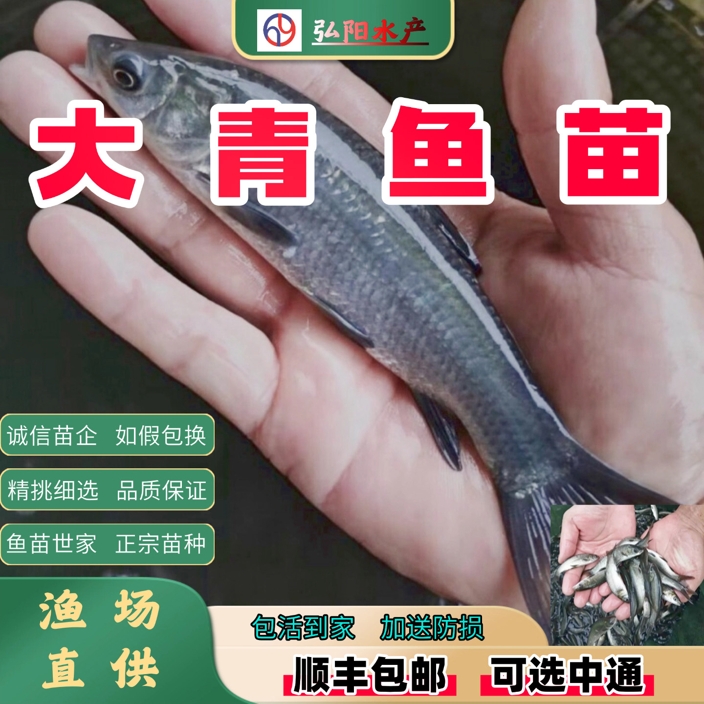 青鱼苗 黑鲩 螺蛳青 乌青 乌鲩 大品种 淡水鱼苗  观赏 保真活体