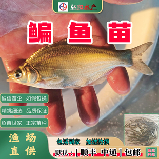 武昌鱼苗 团头鲂 鳊鱼苗 槎头鳊 食用  边鱼苗 淡水鱼苗 观赏