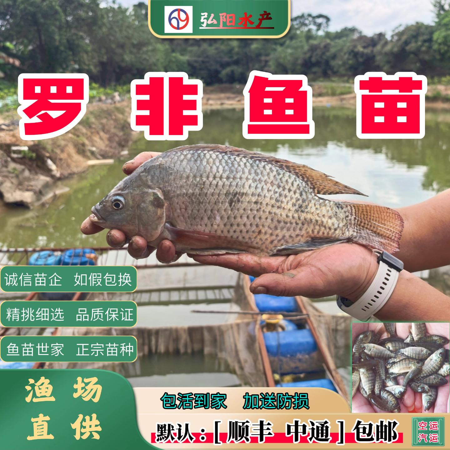 罗非鱼海南一号 罗非鱼苗 脆肉罗非 非洲鲫  福寿鱼观赏 淡水鱼苗