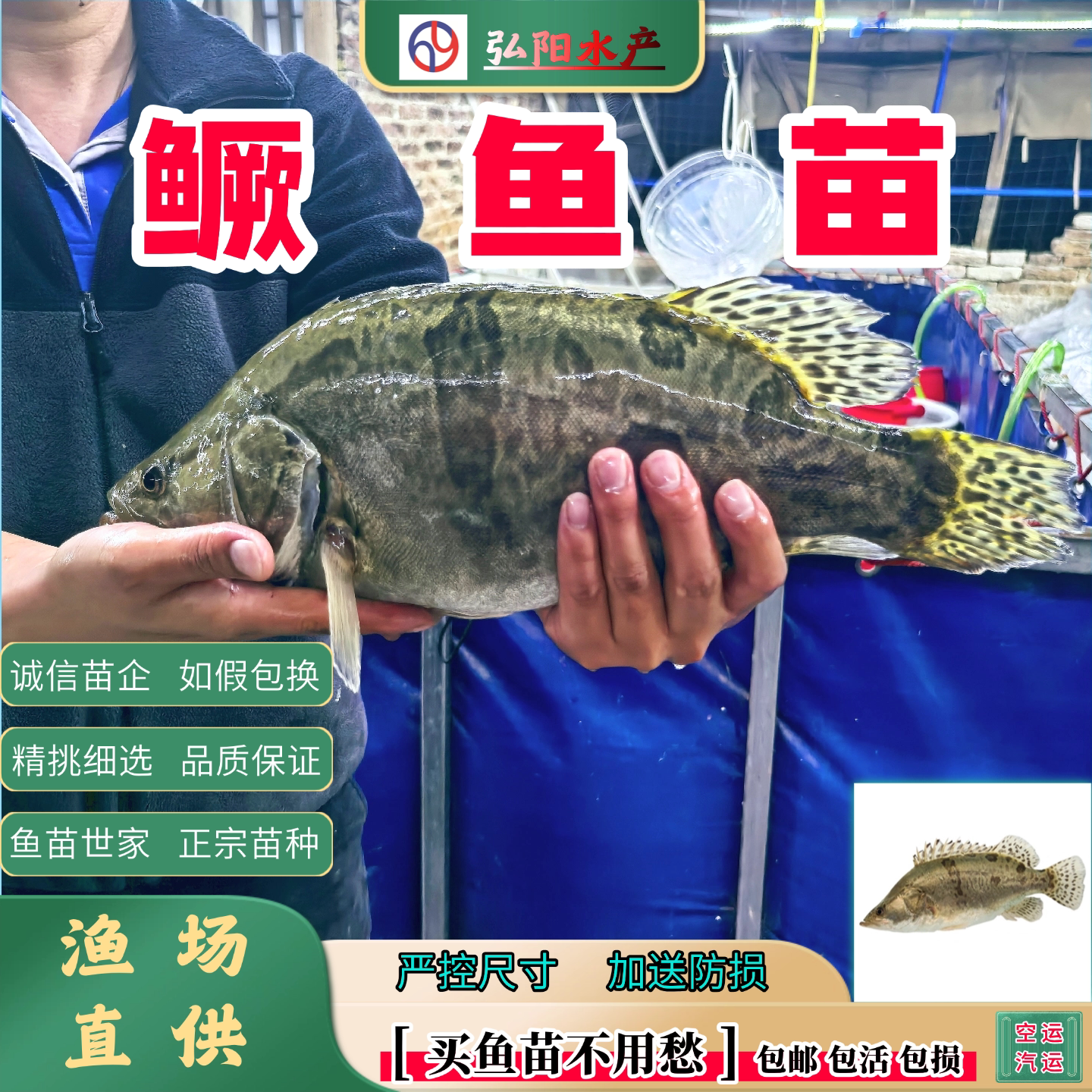 鳜鱼苗  桂花鱼 白鳜 翘嘴鳜  鳌花鱼 大眼鳜  淡水鱼苗  观赏 顺
