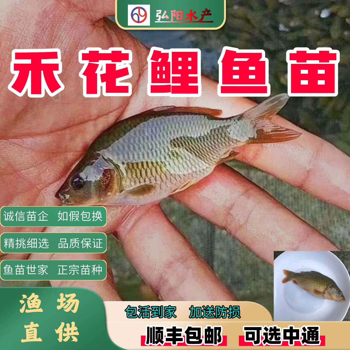 禾花鲤鱼苗2-10厘米淡水养殖