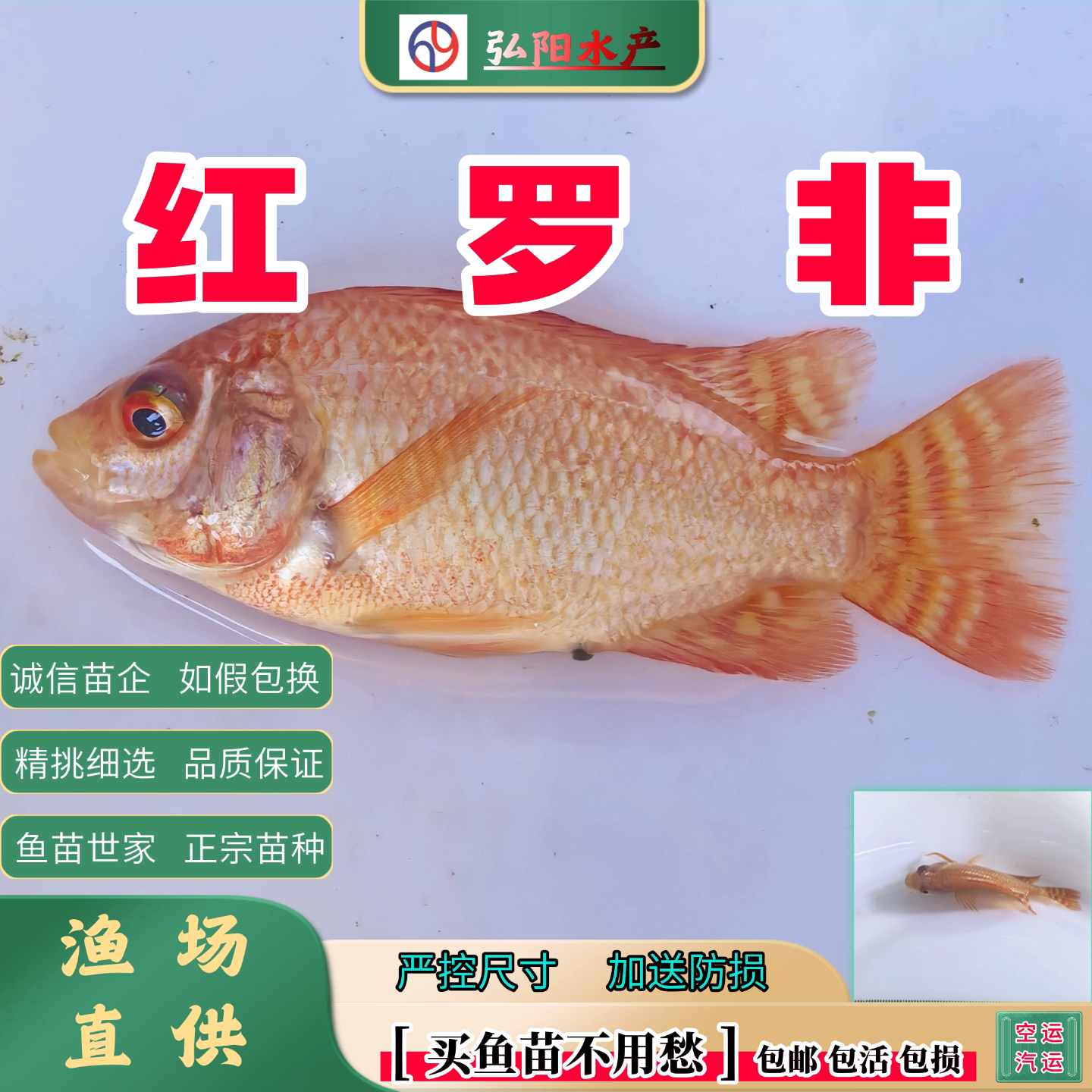 红罗非鱼苗淡水彩虹鲷珍珠立
