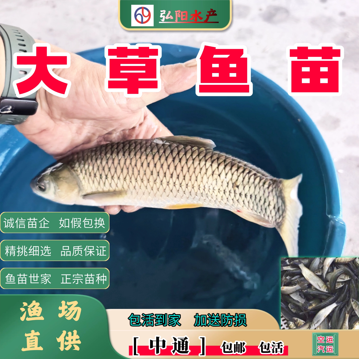 正宗草鱼苗2-30厘米包活送损