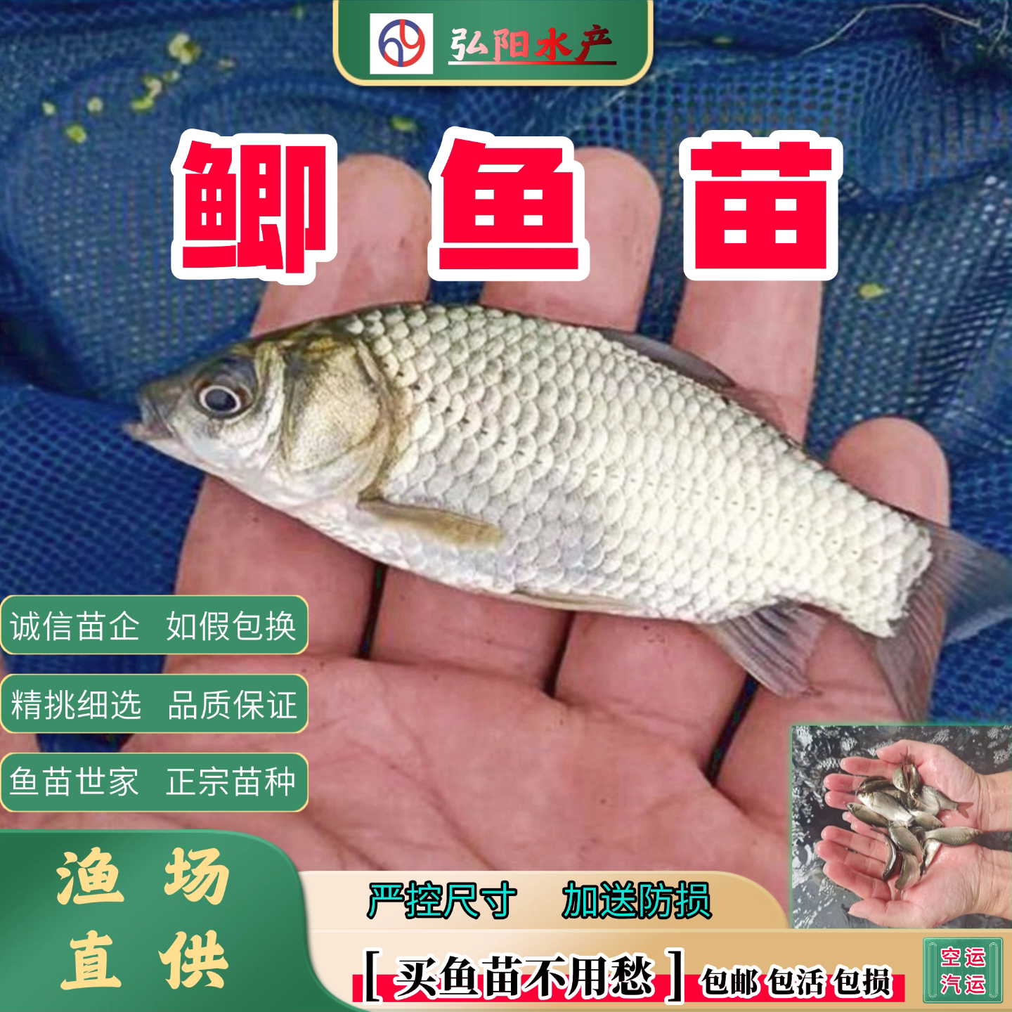 鲫鱼苗工程鲫湘云鲫2-10厘米