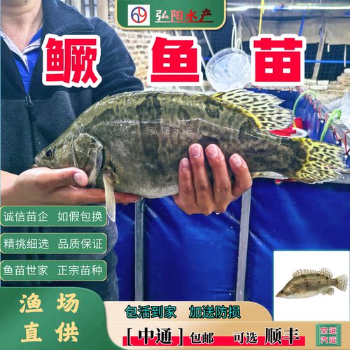 鳜鱼苗2-18厘米包活送损淡水