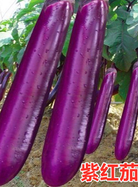紫红长茄种子长茄种籽茄子紫色皮高产四季蔬菜阳台庭院紫红茄王