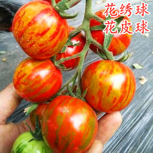 花皮球樱桃番茄种子小圣女