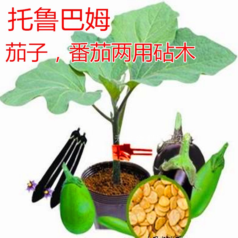 托鲁巴姆茄子番茄砧木种子
