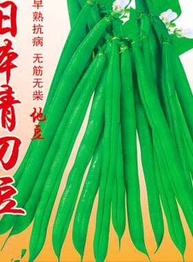 刀豆种子日本青籽四季角蔬