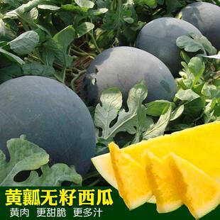 无籽西瓜种子黑皮黄瓤特大超甜巨型西瓜懒汉水果种籽蔬菜孑包邮