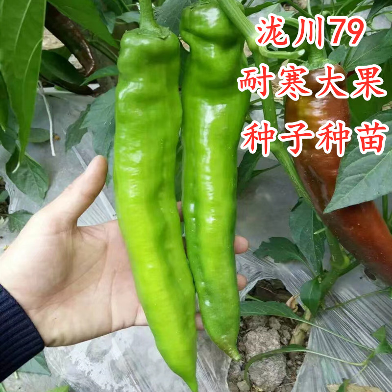 羊角椒尖椒种籽辣椒种子种苗牛角椒薄皮微辣四季蔬菜秧苗泷川79