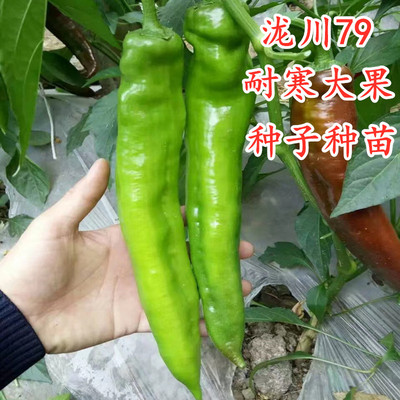 羊角椒尖椒种籽辣椒种子种苗牛角椒薄皮微辣四季蔬菜秧苗泷川79