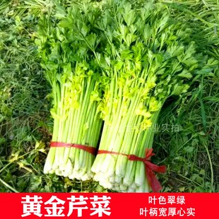 黄金芹菜种子金黄西芹芹菜黄芹种籽实心香芹口感香脆四季蔬菜包邮