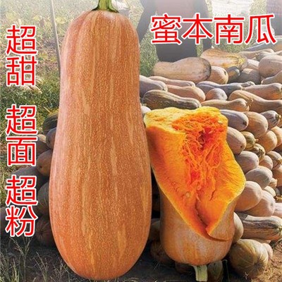 早熟甜蜜本南瓜种子秘密籽