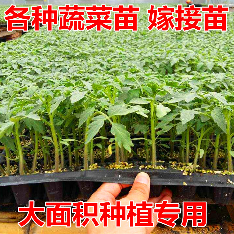 西红柿苗辣椒圣女果小番茄嫁接黄瓜茄子甘蓝花菜苦瓜四季蔬菜苗