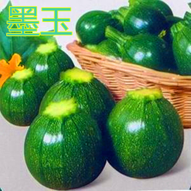 墨绿色圆形迷你小西葫芦种子嫩南瓜种籽无蔓无藤墨珠观赏食用墨玉