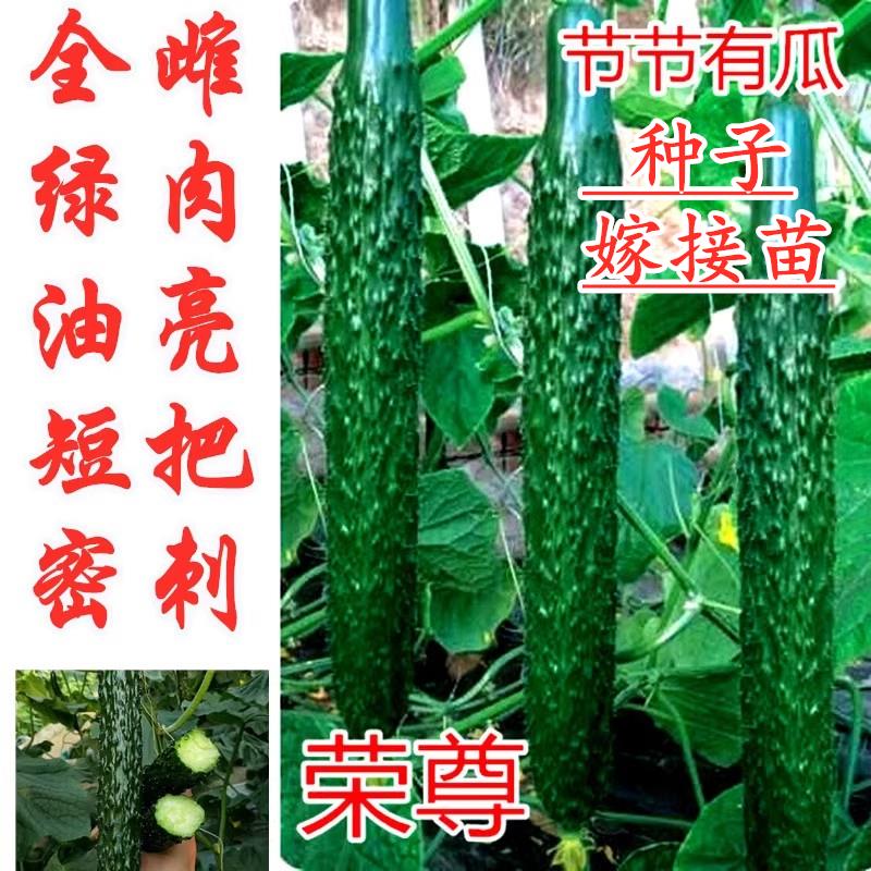 黄瓜种子全雌油亮青瓜种籽节节有瓜绿肉绿瓤短把密刺四季蔬菜荣尊