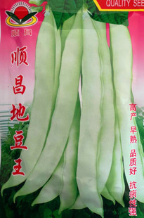 地豆王种子地豆种籽地芸豆无架豆白不老高产豆角四季蔬菜庭院包邮