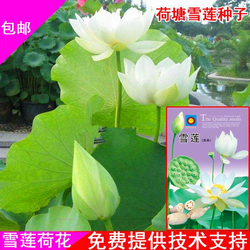 大荷花种子莲藕种子 雪莲种子水培碗莲种籽 食用蔬菜种子包邮