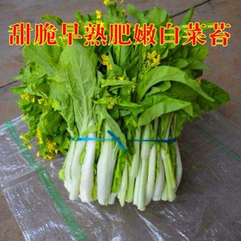 白菜苔种子菜种苔菜四季菜心菜苔蔬菜孑菜芯莱菜籽籽种高产包邮
