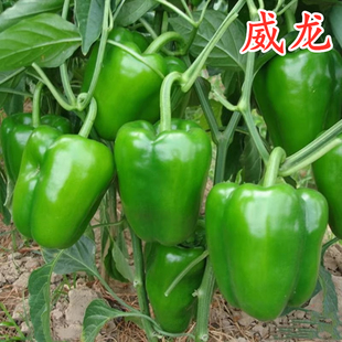 方椒菜椒种子甜椒薄皮灯笼椒种籽柿子椒高产辣椒四季蔬菜庭院阳台