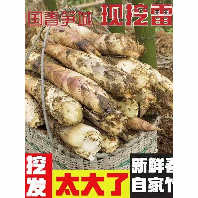临安天目山 新鲜现挖雷笋高山野笋尖油焖笋农家蔬菜春笋