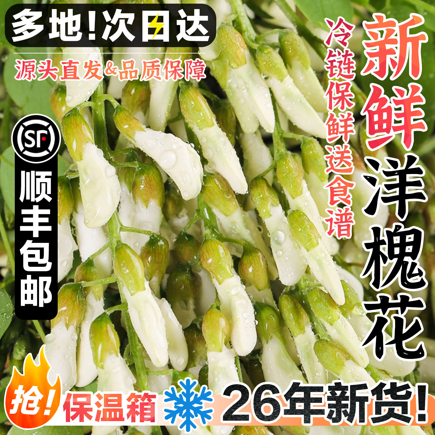顺丰包邮！26年新鲜洋槐花骨朵现货冷链运输当季时令蔬菜野生刺槐