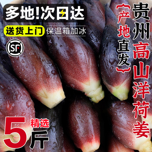 顺丰包邮贵州高山洋荷姜新鲜现摘