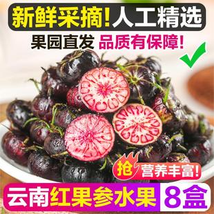 云南红果参水果特大果蜘蛛果罕见新鲜孕妇美容黑果参算盘果现摘