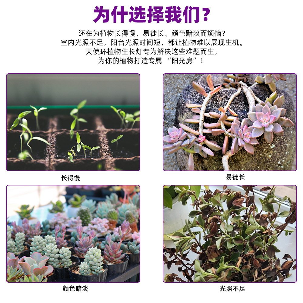 LED天使环植物灯室内苔藓