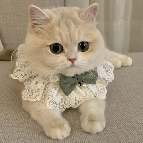 宠物口水巾猫咪围脖小狗项圈
