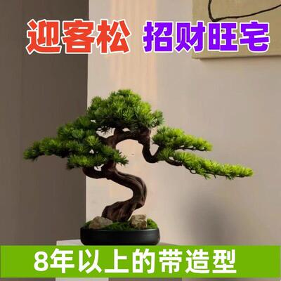 招财迎客真树室内外地柏松柏盆景造型树办公室庭院景观耐寒耐冻