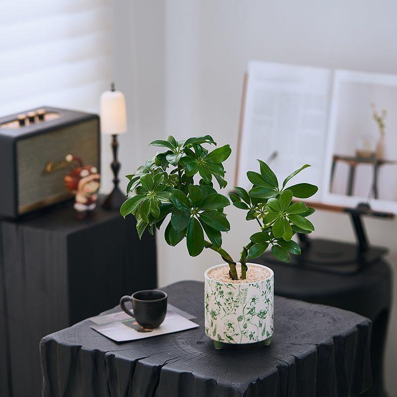 发财树鸭脚八方室内来财客厅办公室桌面绿植花卉盆栽植物四季常青