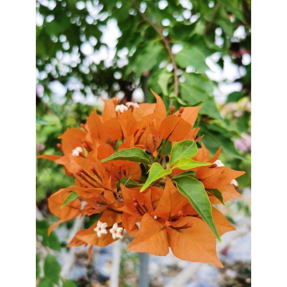 三角梅 橙桑巴 火宝石 带盆扦插小苗 阳台窗台 攀爬 喜阳,鲜花速递/花卉仿真/绿植园艺,绣球/木绣球/木本植物,淘宝优惠券,粉丝福利购,淘宝优惠卷