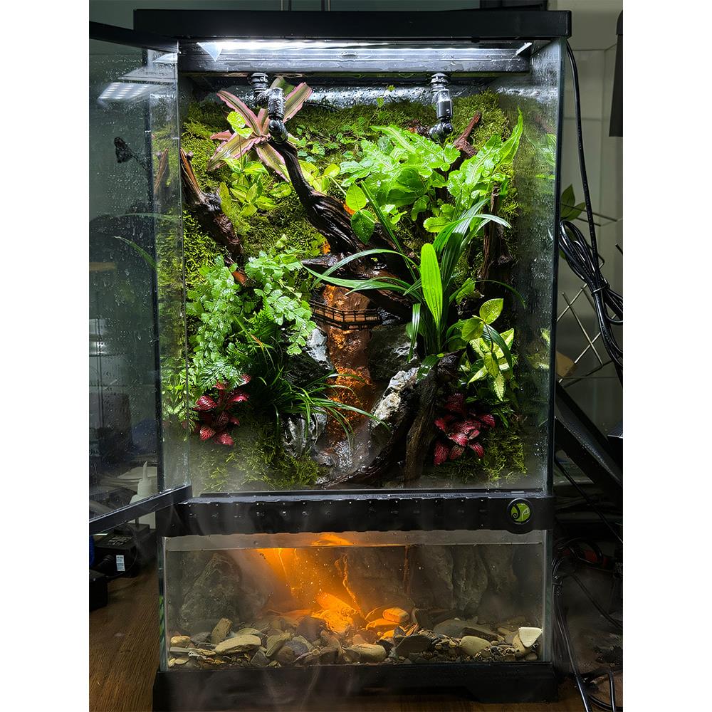 生态雨林缸真实植物造景成品全套养鱼缸苔藓微景观树蛙宠物饲养缸