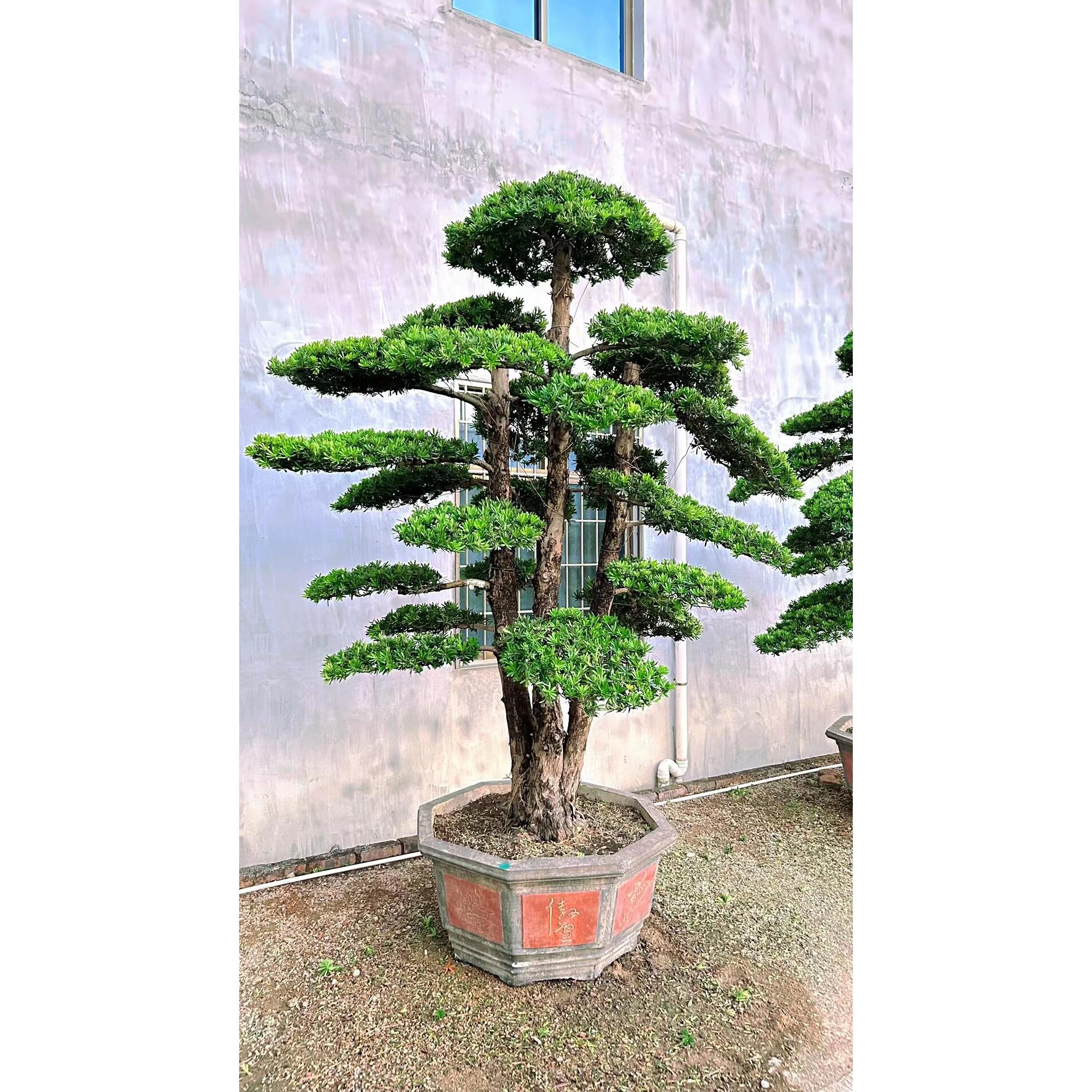 金钻菊花罗汉松盆景 室内四季常青罗汉松 适合新手养护