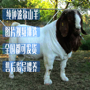 纯种波尔山羊 养殖技术 活体小羊羔受孕大母羊送养殖技术黄金羊
