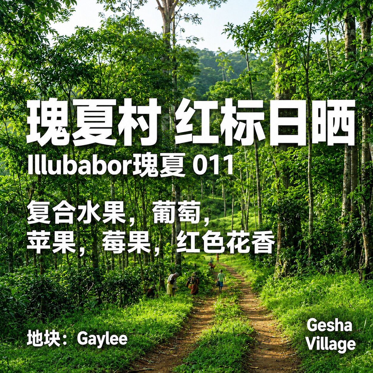 (咖啡生豆)26新产季瑰夏村红咖啡豆