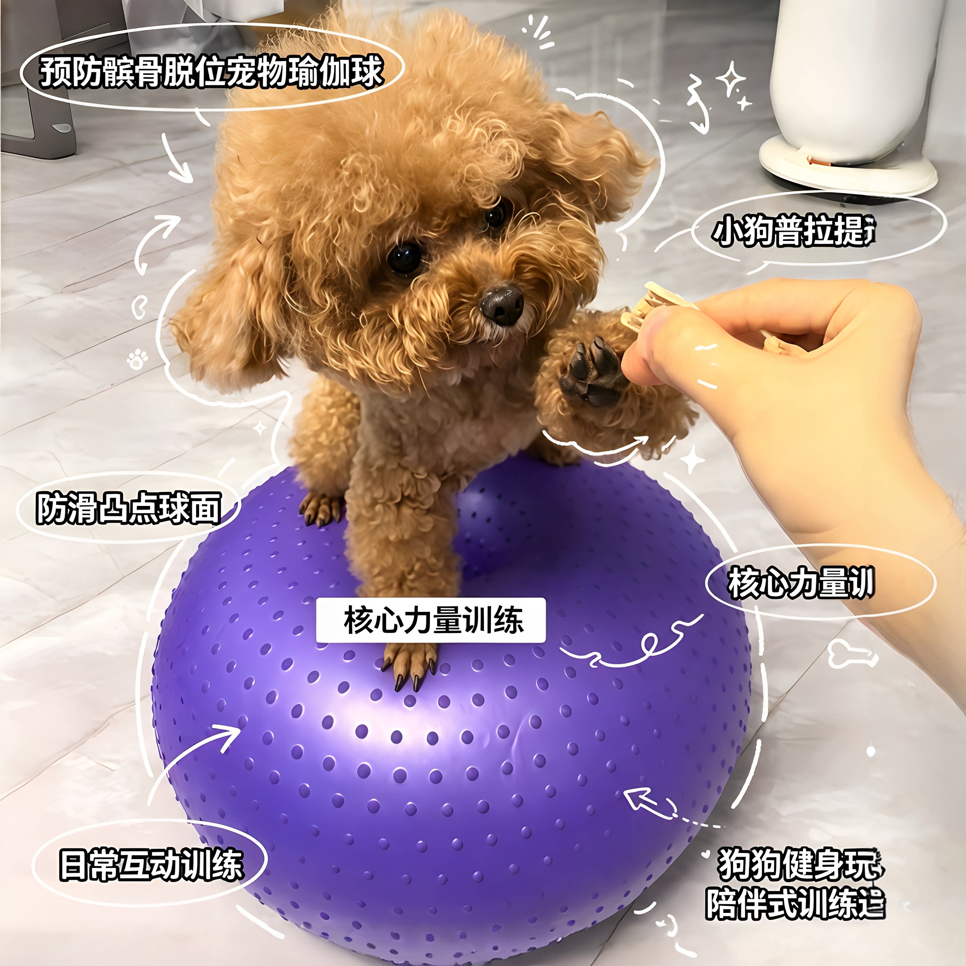 小狗普拉提按摩瑜伽球中小型犬用预防髌骨脱位康复锻炼平衡训练球
