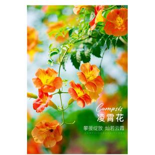 耐寒中华凌霄花爬藤花带花苞盆栽庭院别墅花园花卉藤本攀爬植物