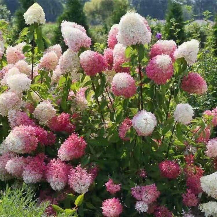 耐寒地栽木绣球圆锥绣球草莓棒棒糖木本植物盆栽花苗易活好养花卉,鲜花速递/花卉仿真/绿植园艺,绣球/木绣球/木本植物,淘宝优惠券,粉丝福利购,淘宝优惠卷