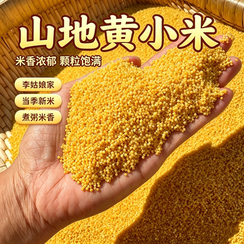 山西兴县山地黄小米李姑娘家