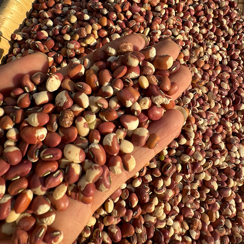 农家自产新货花豇豆饭豆