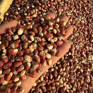 农家自产新货花豇豆精选江豆花豆五谷杂粮生豇豆粗粮熬粥饭豆5斤