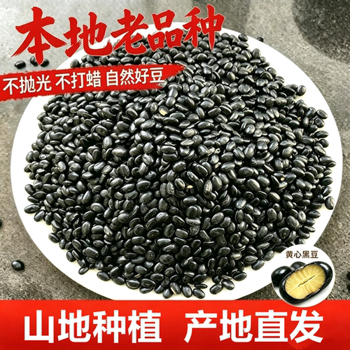 山地种植肾形黄心黑豆