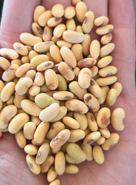 25年非转基因肾形小黄豆3斤打豆浆黄豆发芽农家自产笨黄豆土黄豆