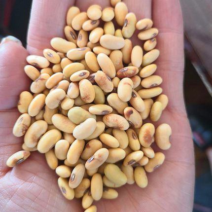 25年非转基因肾形小黄豆3斤打豆浆黄豆发芽农家自产笨黄豆土黄豆