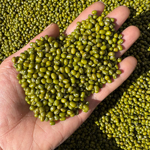 2025新货绿豆小绿豆5斤农家自产发新鲜豆芽夏天绿豆汤材料绿豆粥