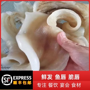 鲜发精品鱼唇脆唇干货水发冷冻鱼唇边餐饮酒店火锅红烧佛跳墙食材
